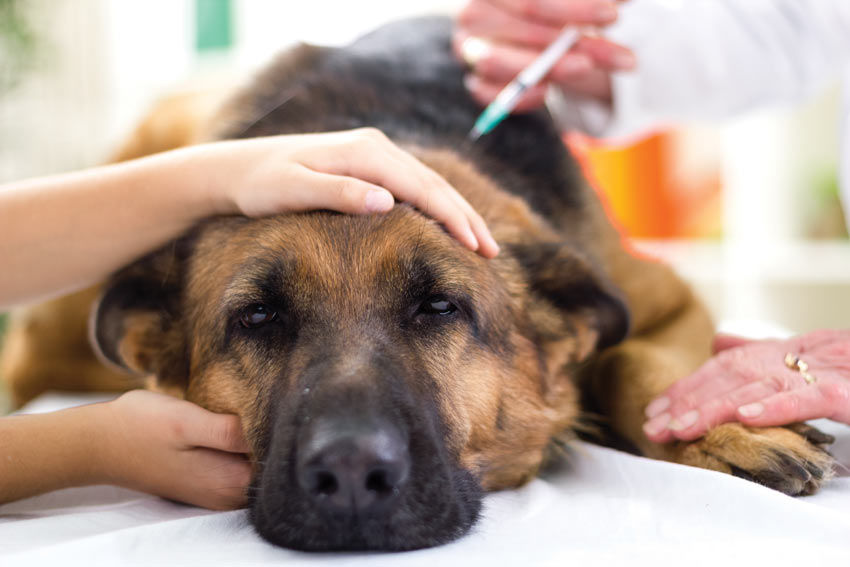 für Hundekrankheiten | Allgemeines zur Hundegesundheit |