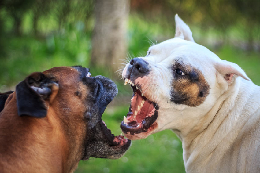 Warum greifen Hunde sich gegenseitig an? | | Hunde | Guide