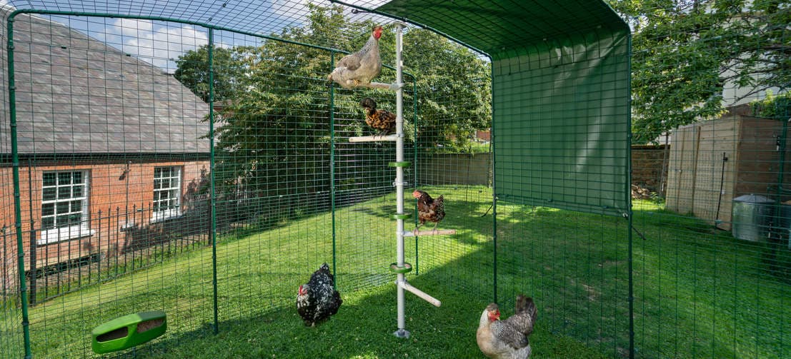 Hühner sitzen auf sitzstangen auf der Poletree im hühnerauslauf
