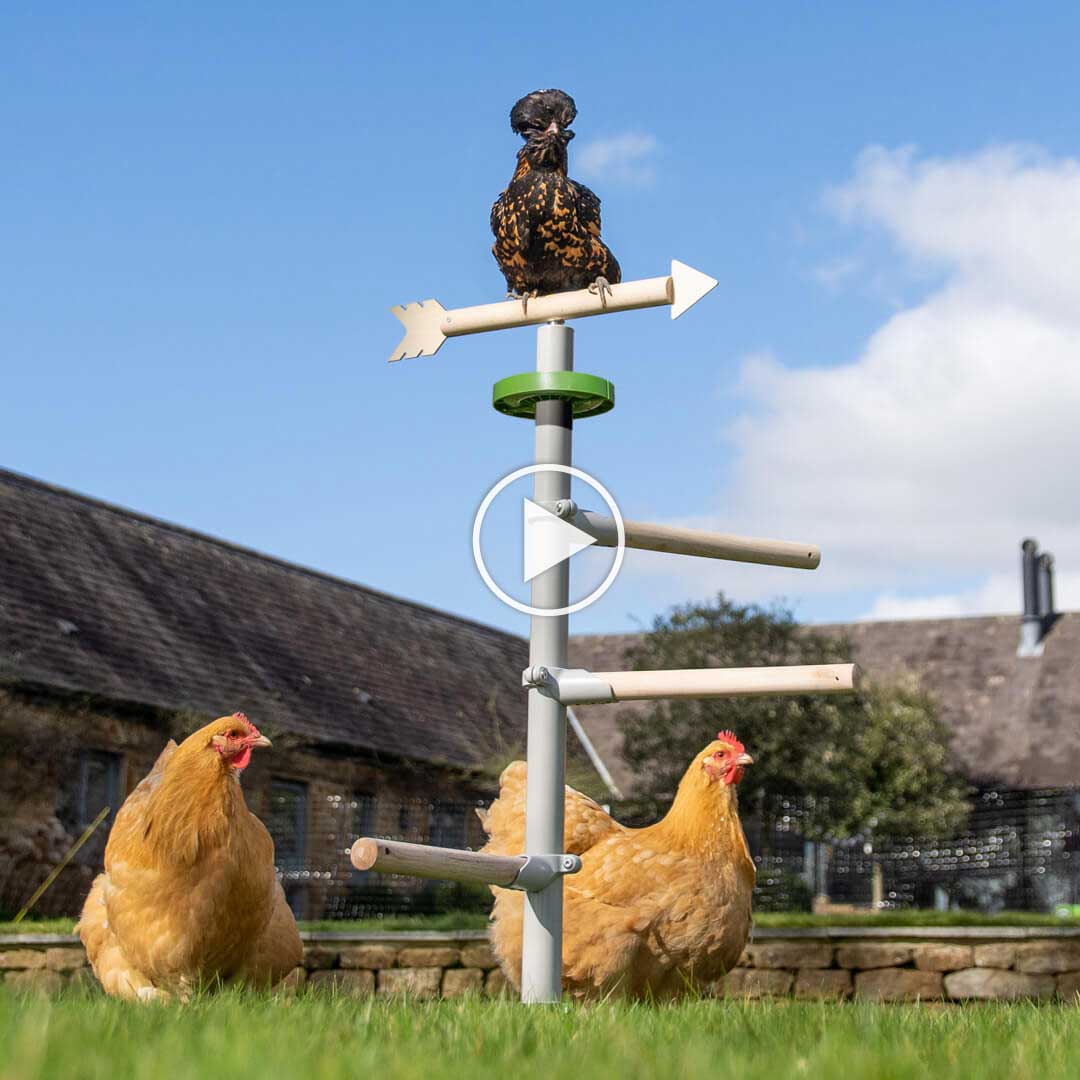 Freistehendes Hühnerstangensystem