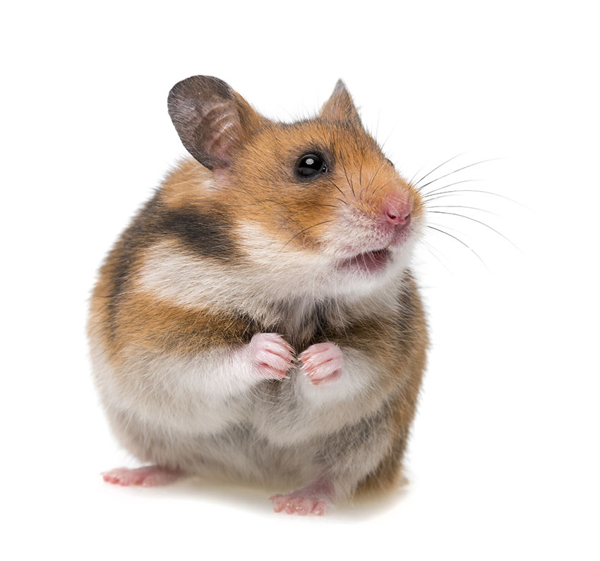 Hamstergesundheit