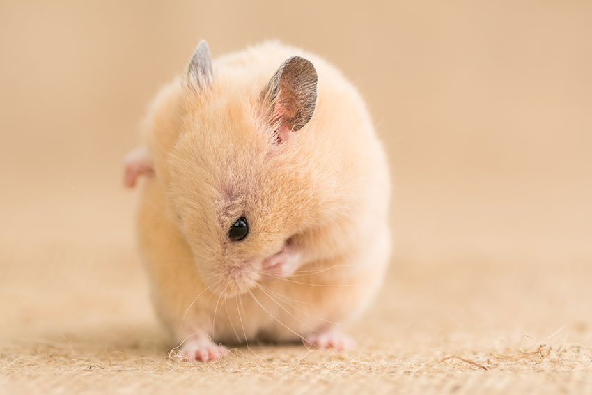 Hamsterpflege und Hygiene