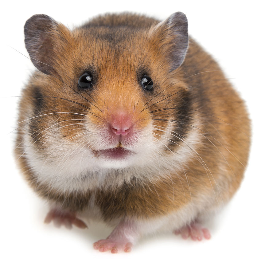 Hamster sind anhängliche Tiere