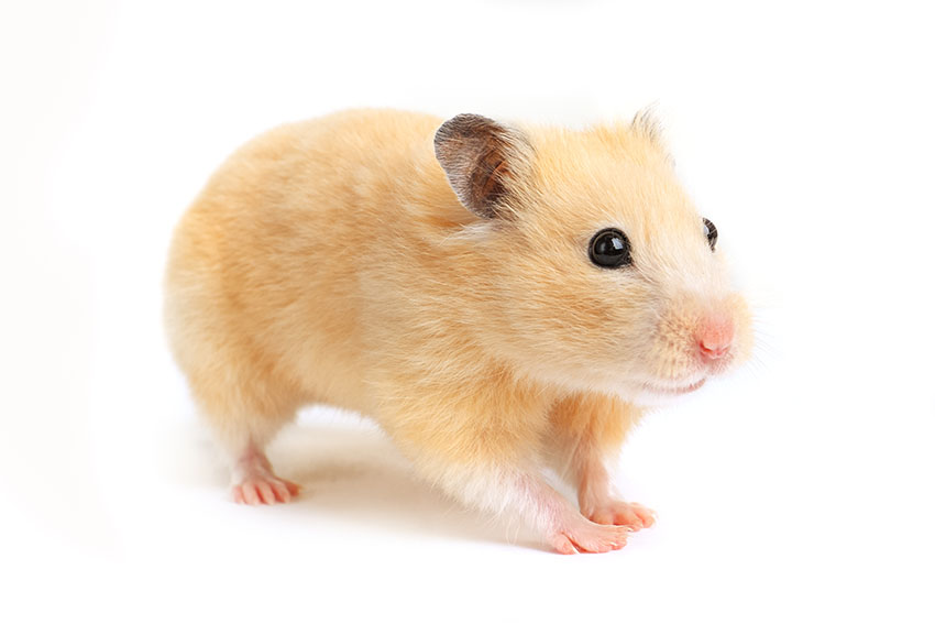 Hamster sind tolle Haustiere