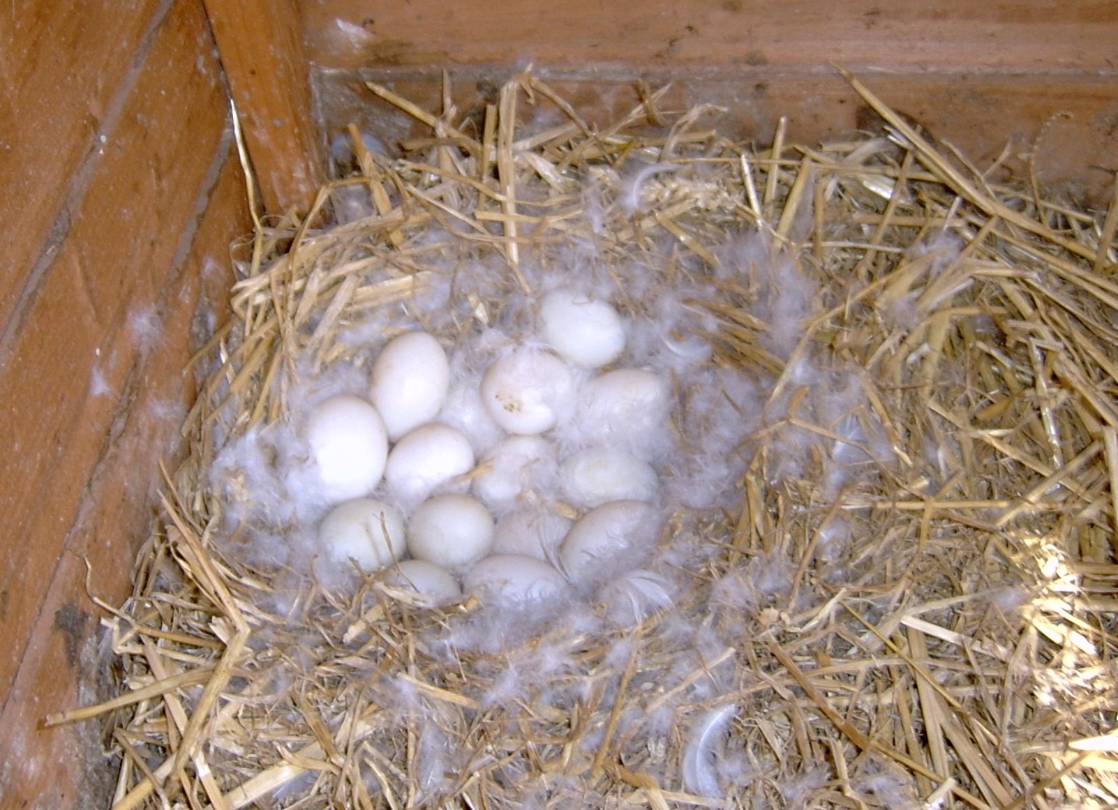 Enteneier! | Eier | Enten | Handbuch | Omlet Deutschland