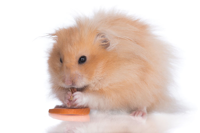 Ältere Hamster