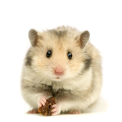 Syrische Goldhamster