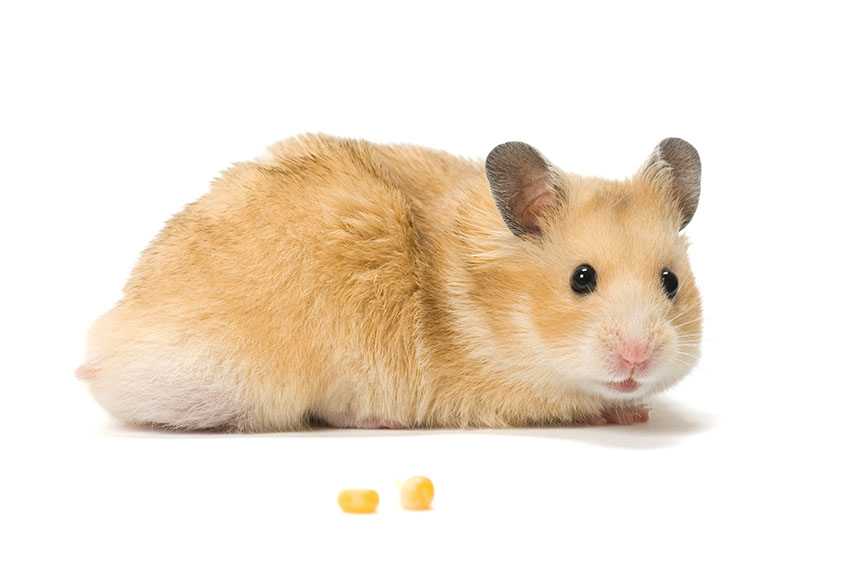 Syrische Goldhamster sind freundlich