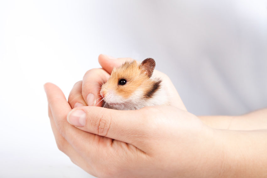 Halte deinen Hamster in beiden Händen